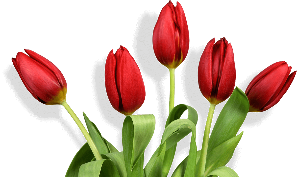 Red tulips